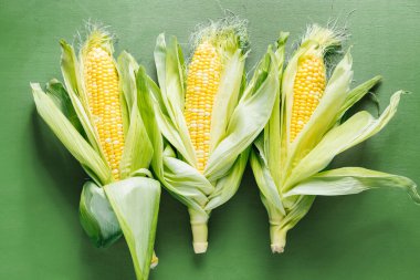 Koçanda yeşil yapraklı taze mısır.