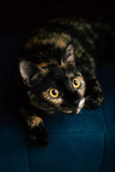 Um gato preto com manchas vermelhas está em um sofá azul — Fotografia de Stock