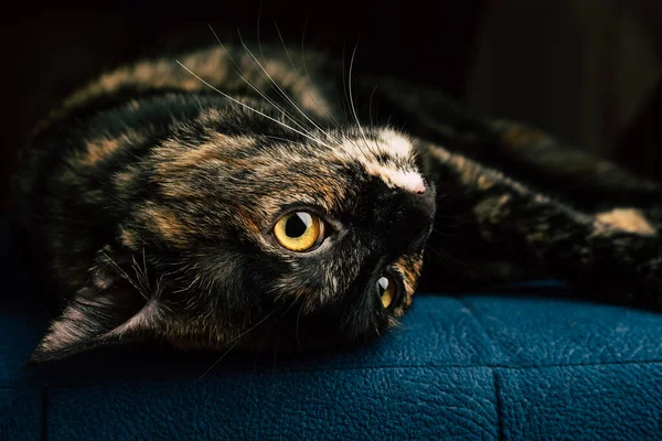 Um gato preto com manchas vermelhas está em um sofá azul — Fotografia de Stock