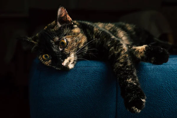 Kırmızı benekli siyah bir kedi mavi bir kanepede yatıyor. — Stok fotoğraf