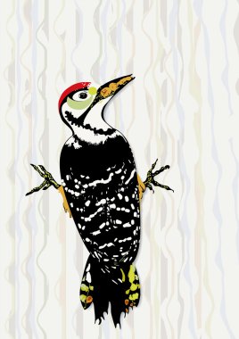Woodpecker held in the bark of the tree. clipart
