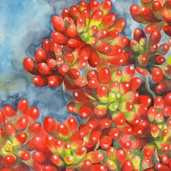 水彩绘画插图红色果冻豆肉质景天植物 — 图库照片