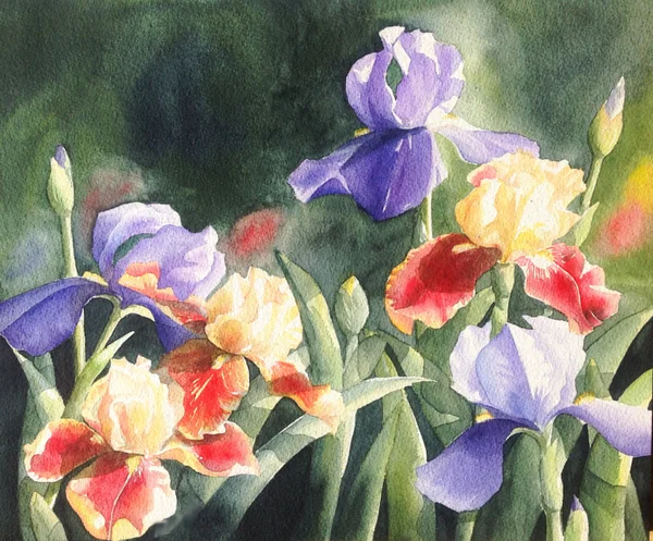 Watercolor painting illustration purple  iris flower — Stock Photo, Image