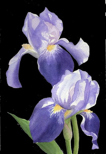 水彩画イラスト分離紫色のアイリスの花植物 — ストック写真