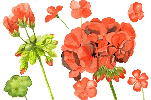 Watercolor illustration of red geranium — Stock Photo, Image