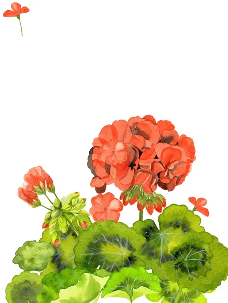 Acuarela ilustración de flores de geranio rojo, diseño de la tarjeta de invitación en blanco — Foto de Stock