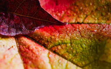 Sonbahar yaprağının kırmızı ve yeşil tonlarında taze çiy damlalarıyla yakın plan çekimi.