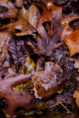 Sonbaharda düşen meşe yapraklarının yakın çekimi ıslak dokuları ve kahverengi tonları gösterir