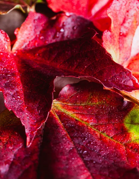 Kırmızı ve yeşil sonbahar yapraklarına yakın çekim Su damlaları ve canlı doku
