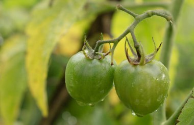 İki taze yeşil domates bir sarmaşıkta birlikte büyüyorlar, arka planda sararan yapraklarla birlikte büyümenin ilk evrelerini gösteriyorlar..