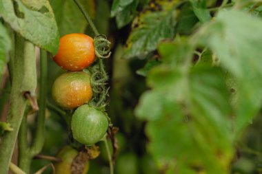 Küçük bir yeşil domates kümesine yakın plan, bulanık gövde ve asma yapısının detaylarını vurguluyor..