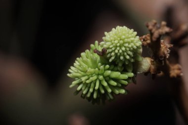 Benzersiz, dikenli yeşil meyve veya çiçek tomurcuklarının büyütülmüş görüntüsü. Görüntü, uzaylılara benzeyen dokuyu ve koyu yeşil arkaplanı vurguluyor..