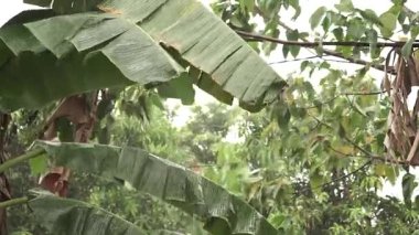 Islak Yeşil Muz Yaprakları Şiddetli Muson yağmurlarında ve Bahçede Şiddetli Rüzgar Fırtınalarında Sarsılıyor