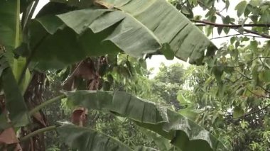 Moody Tropikal Fırtına Sahnesi Rüzgârlı Muz Bitkisi Karanlık Gri Bulutlar Altında Mücadele Ediyor