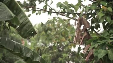 Moody Tropikal Fırtına Sahnesi Rüzgârlı Muz Bitkisi Karanlık Gri Bulutlar Altında Mücadele Ediyor