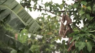 Şiddetli Hava Kavramı Muz Ağaçlarının Şiddetli Yağmurlar ve Şiddetli Rüzgarlar Altında Mücadele Ettiğini Gösteriyor