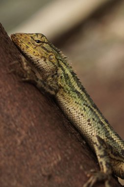 Bir Calotes versicolor veya bir ağaç karşı doğu bahçe kertenkelesi yan profili, sırt dikenleri ve timpanum gösterir.