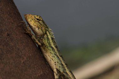 Yüksek kontrastlı ve pullu dokulara sahip yabani bir Calotes versicolor veya bahçe kertenkelesi kabuğunu sürükleyen yan görünümü.