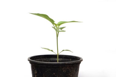 Siyah arka planı olan genç bir bitki.