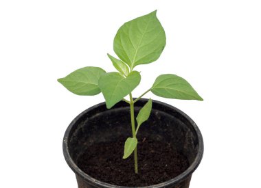 Beyaz arkaplanda izole yeşil bitki