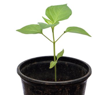 Beyaz arkaplanda yeşil bitki yetişiyor.