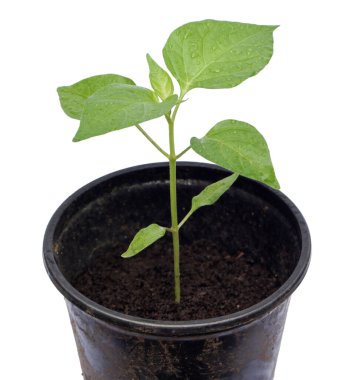 Genç bir bitki beyaz bir arka planda saksıda