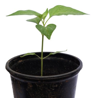 çaydanlıkta büyüyen yeşil fidan