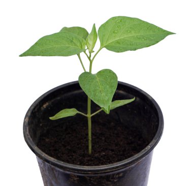 Saksıda yeşil bitki