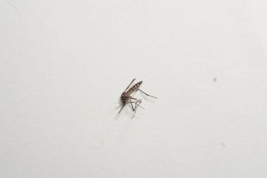 Detaylı bir makro fotoğraf, el değmemiş beyaz arka planda yatan ölü bir sivrisineği yakalar. Böceğin segmentli gövdesi, hassas kanatları ve ince bacakları da dahil olmak üzere karmaşık özellikleri açıkça görülebilir olup, yaygın bir fahişe olarak rolünü vurgular.