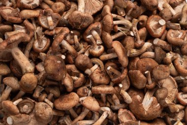 Arkaplan olarak bal mantarları. Mantar arkaplanı