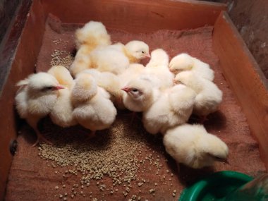 Çiftlikteki bir kutuda civciv