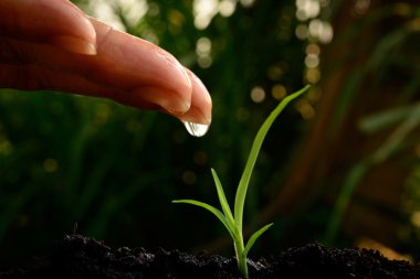  genç bitki sulama el