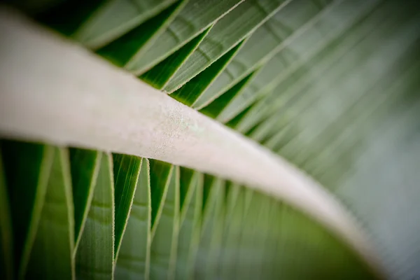 Yeşil yaprak deseni