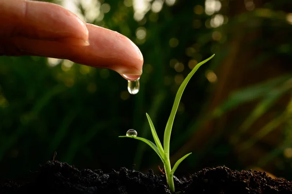 Hand watering on young plant — Stock Photo, Image