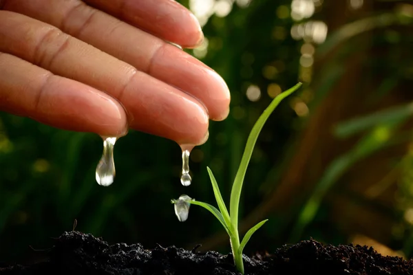 Hand watering on young plant — Stock Photo, Image