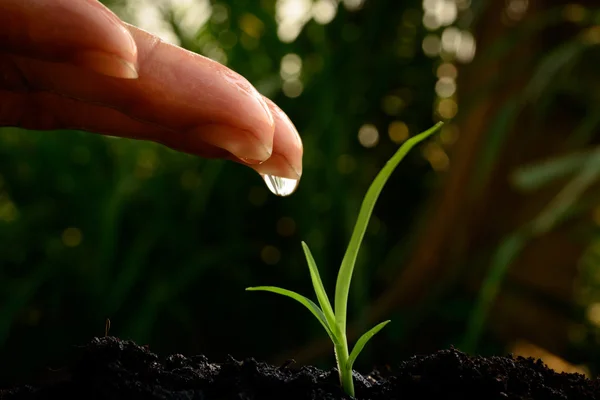  genç bitki sulama el