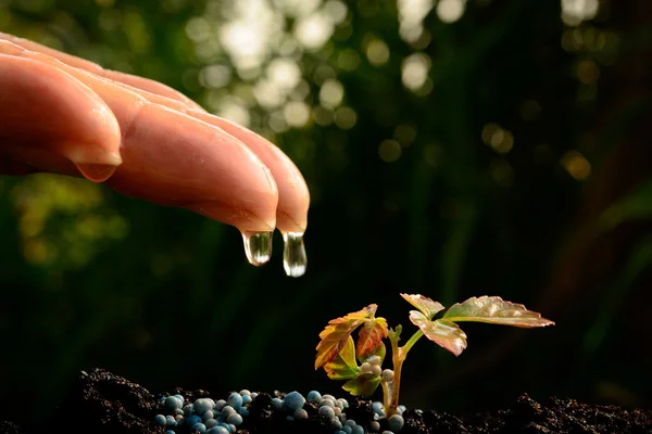 Hand watering on young plant — Stock Photo, Image