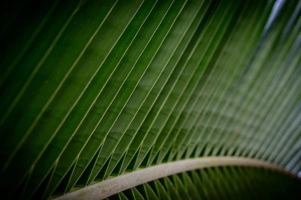 Patrón de hoja verde Imágenes De Stock Sin Royalties Gratis