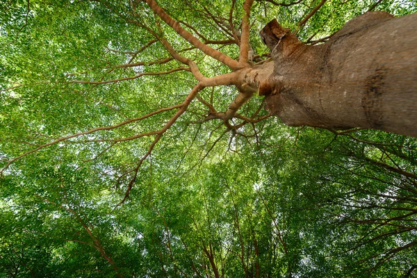 yapraklar, dallar, yeşil, sarı, güzel, bir arka plan için uygundur.