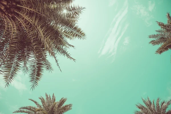 Palmiye ağaçları açılı görünüş