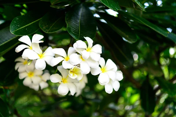 Flor blanca, hojas verdes fondo Imágenes De Stock Sin Royalties Gratis