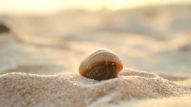 Yakın: kumlu sahilde Yalnızcıl Yengeç