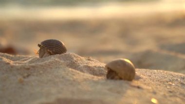 Yakın: kumlu sahilde Yalnızcıl Yengeç