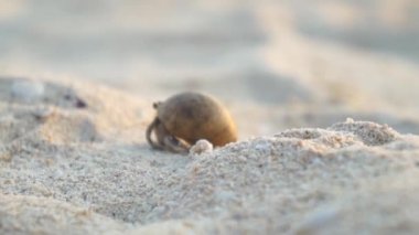 Yakın: kumlu sahilde Yalnızcıl Yengeç