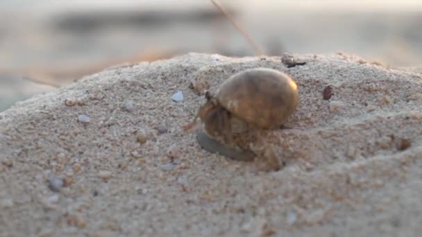 ЗАКРЫТО: Краб-отшельник на песчаном пляже — стоковое видео