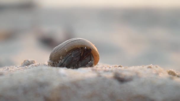 CERRAR: Cangrejo ermitaño en la playa de arena — Vídeo de stock