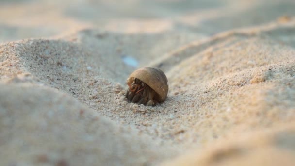 CHIUSURA: Granchio eremita sulla spiaggia sabbiosa — Video Stock