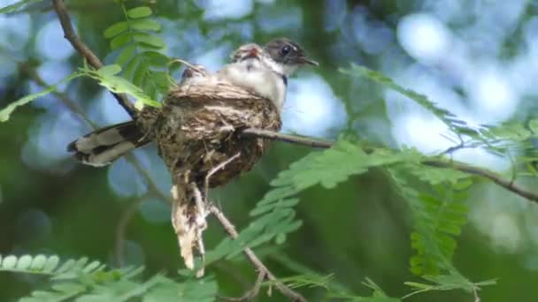 Baby vogels krijgen gevoed door hun moeder — Stockvideo