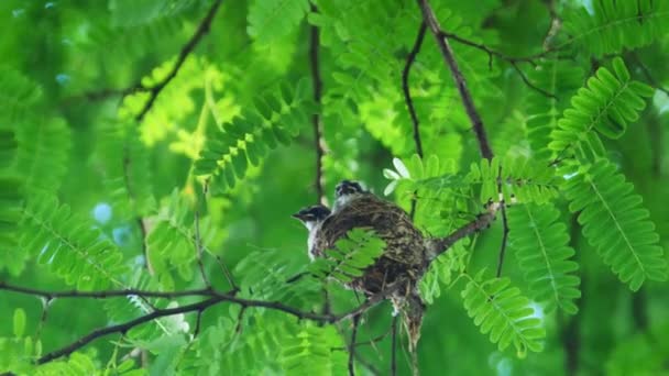 Baby birds getting fed by their mother — Stock Video