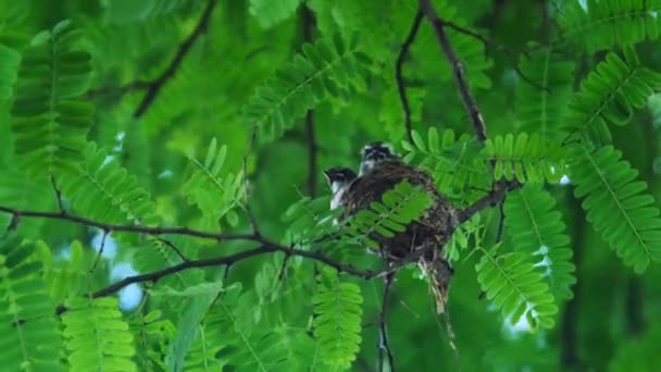 Bebé pájaros siendo alimentado por su madre — Vídeos de Stock